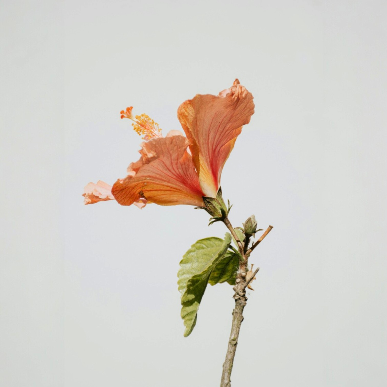 Yellowish Colour Hibiscus/Gudhal/Jasut/Joba/Jasuva Flower Live Plant for Home and Office Garden